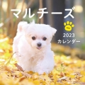 2023年カレンダー マルチーズ