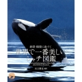 世界で一番美しいシャチ図鑑 絶景・秘境に息づく
