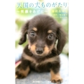 天国の犬ものがたり～笑顔をあげに 小学館ジュニア文庫 ほ 1-8