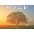 ハルニレ THE ELM TREE