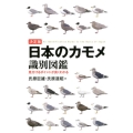 日本のカモメ識別図鑑 決定版 見分けるポイントが良くわかる