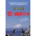 江の島花・満開です