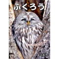 ふくろう ようこそふくろうの森へ