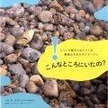 こんなところにいたの? じっくり探すと見えてくる動物たちのカモフラージュ