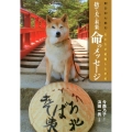 捨て犬・未来命のメッセージ 東日本大震災・犬たちが避難した学校 ノンフィクション・生きるチカラ 10