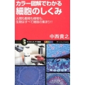 カラー図解でわかる細胞のしくみ 人間も動物も植物も、生物はすべて細胞の集まり!! オールカラー サイエンス・アイ新書 283