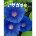 ぜんぶわかる!アサガオ しぜんのひみつ写真館 4