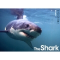 The Sharkサメたちの海へ