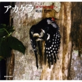 アカゲラ キツツキの森へ 日本の野鳥