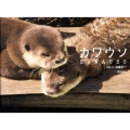カワウソ