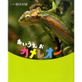 あいうえおカメレオン
