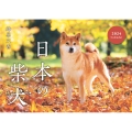 日本の柴犬カレンダー 2024