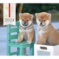 2024年カレンダー かわいい柴犬 誠文堂新光社カレンダー