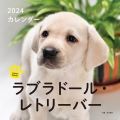 2024年カレンダー ラブラドール・レトリーバー 誠文堂新光社カレンダー
