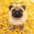 2024年カレンダー パグ 誠文堂新光社カレンダー