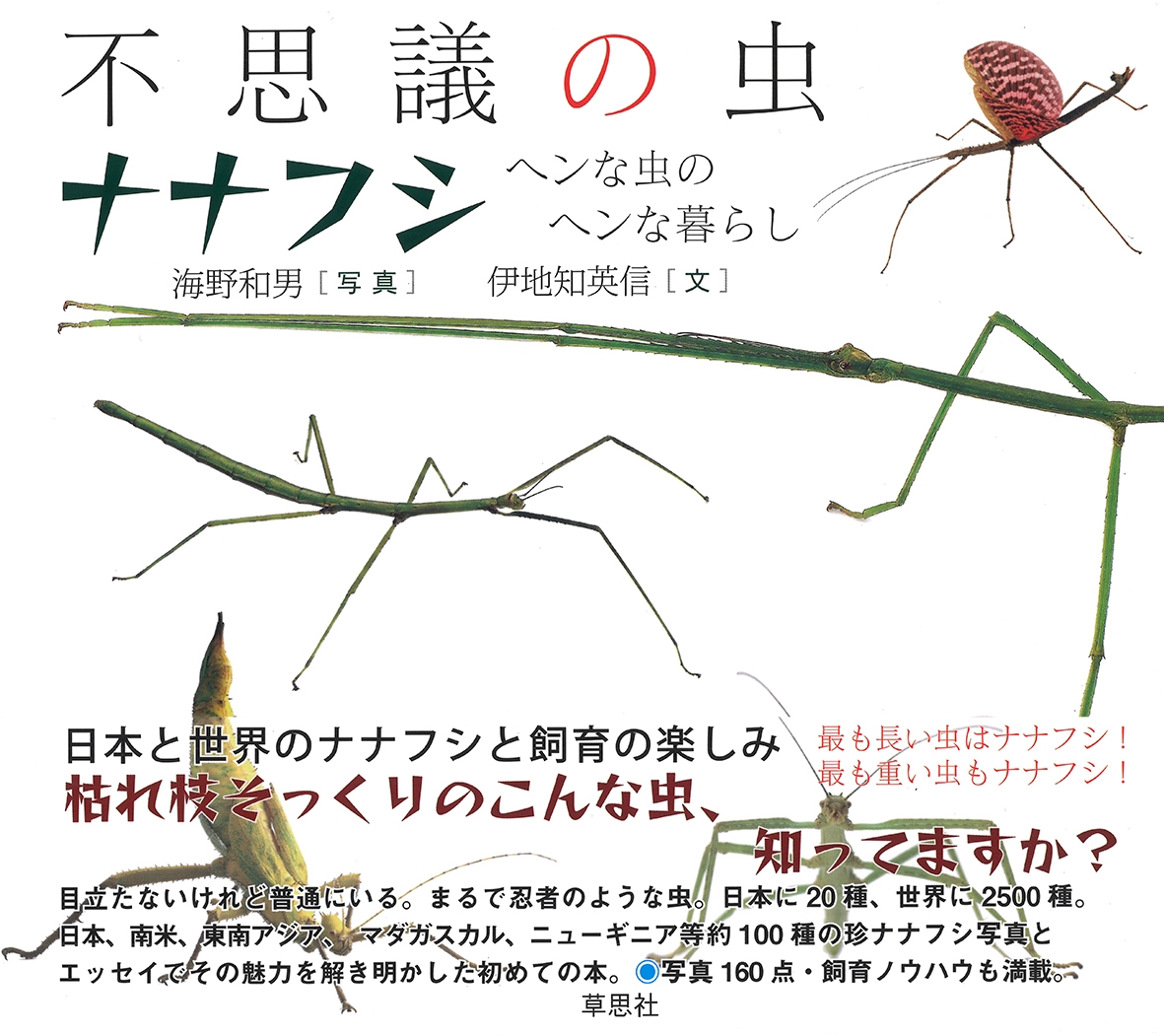 不思議の虫ナナフシ ヘンな虫のヘンな暮らし 不思議の虫ナナフシ ヘンな虫のヘンな暮らし