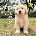 2025年カレンダー ゴールデン・レトリーバー