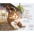 こだわり塗り絵シリーズ そとねこ Masayuki Oki's the Free-roaming Cats