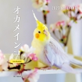 2025年カレンダー オカメインコ