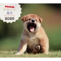 2025年カレンダー かわいい柴犬