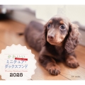 2025年カレンダー かわいいミニチュア・ダックスフンド