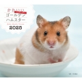 2025年カレンダー かわいいゴールデンハムスター