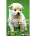 天国の犬ものがたり～ありがとう～