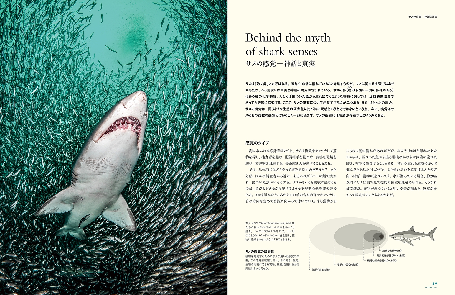 6月新刊】『最強サメと海の危険生物大図鑑』 世界一巨大なサメ