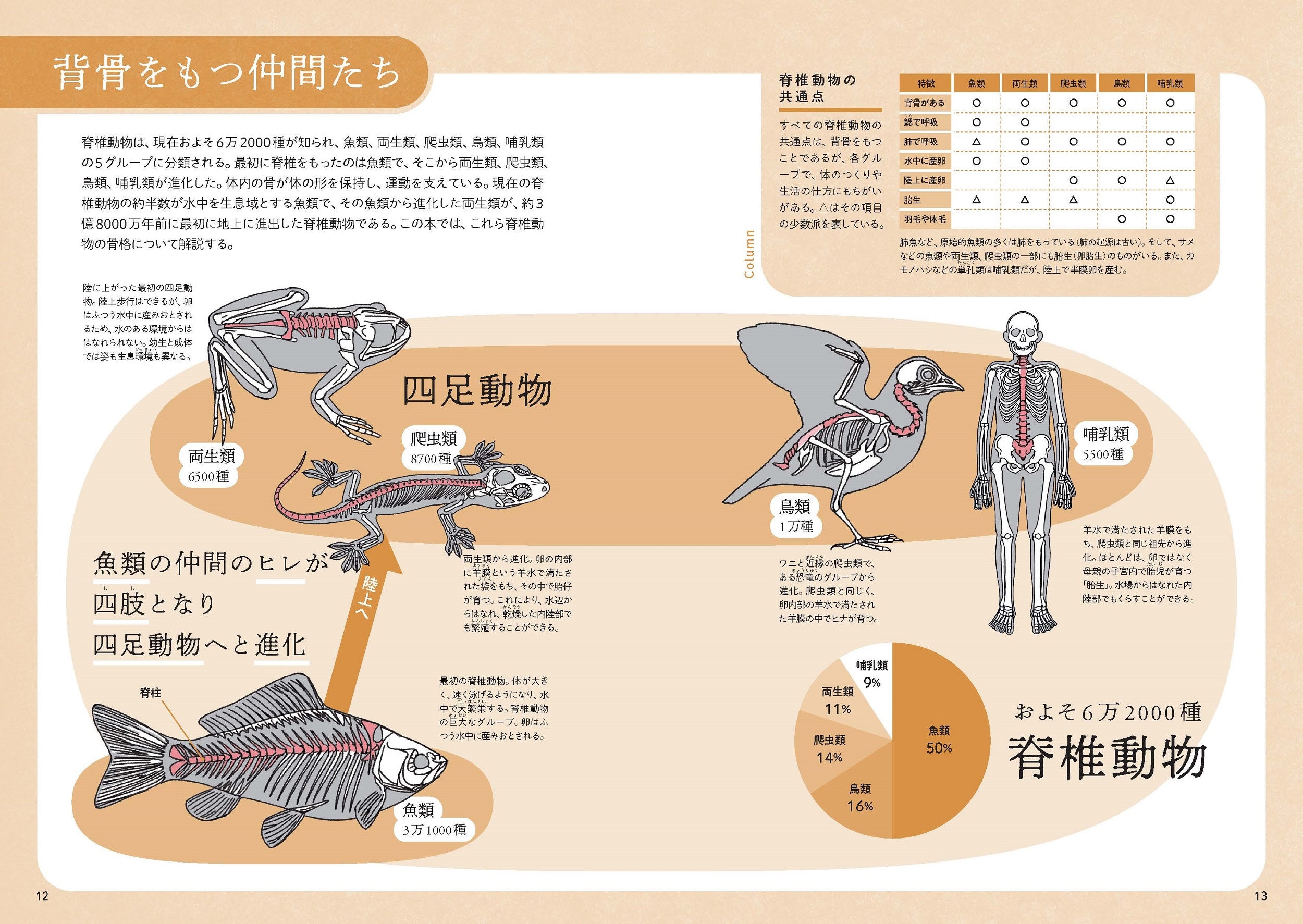 dショッピング |盛口満 「ぜんぶ絵でわかる9 すごい骨の動物図鑑