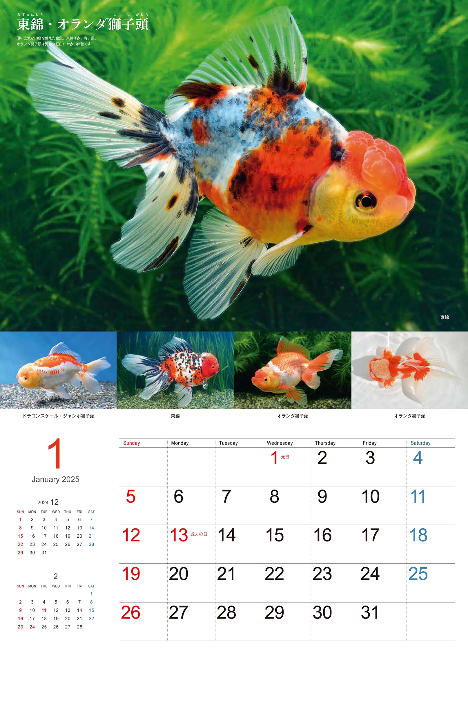 dショッピング |日本観賞魚振興事業協同組合 「Gold Fish 金魚