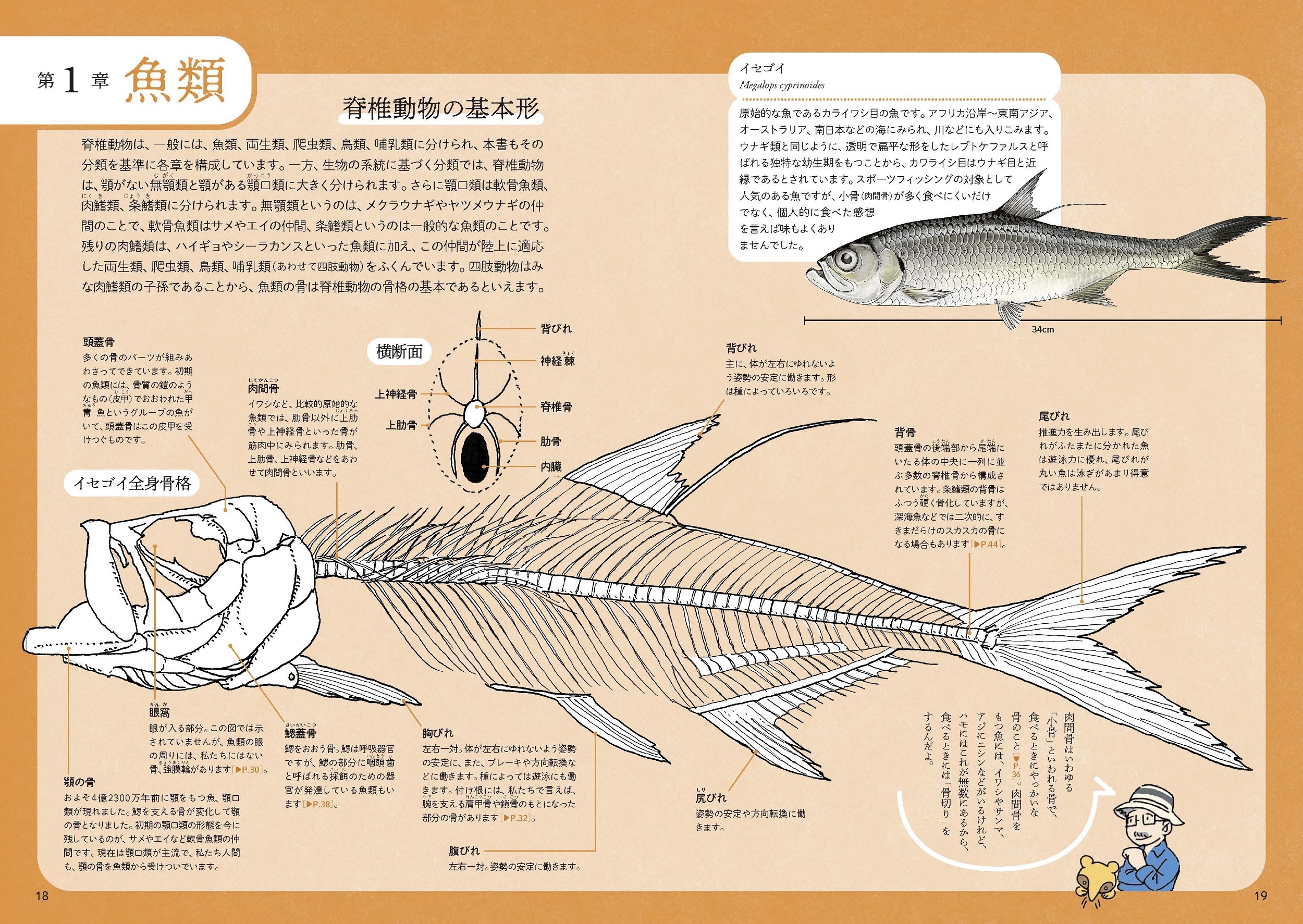 動物の骨に繊細な絵 動物の骨に繊細な絵