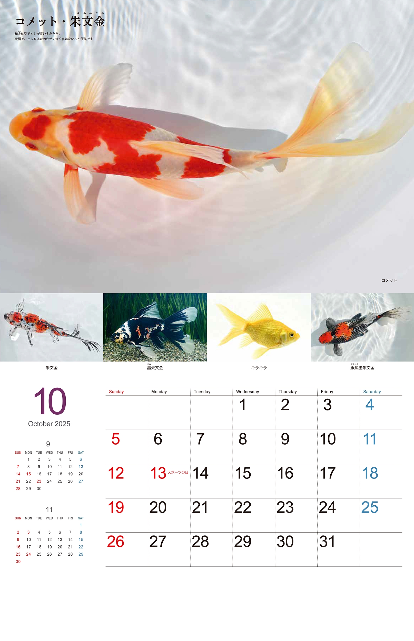 ○掛け軸/金魚 dショッピング |日本観賞魚振興事業協同組合 「Gold Fish 金魚