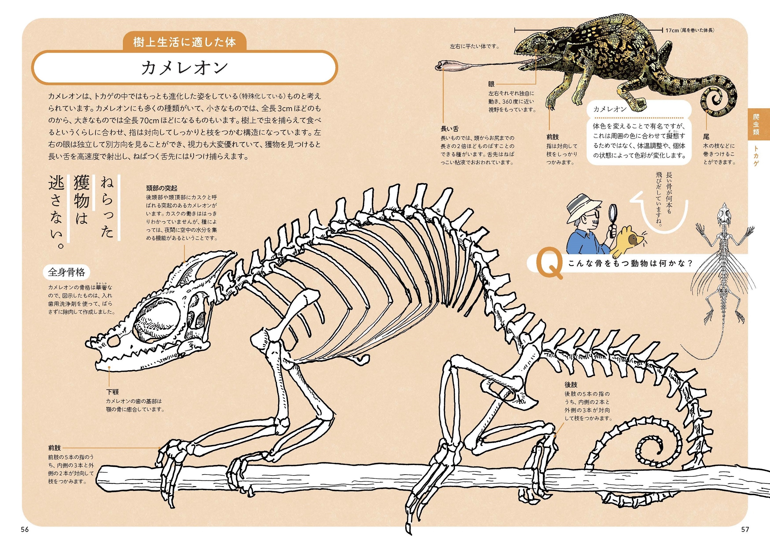 dショッピング |盛口満 「ぜんぶ絵でわかる9 すごい骨の動物図鑑