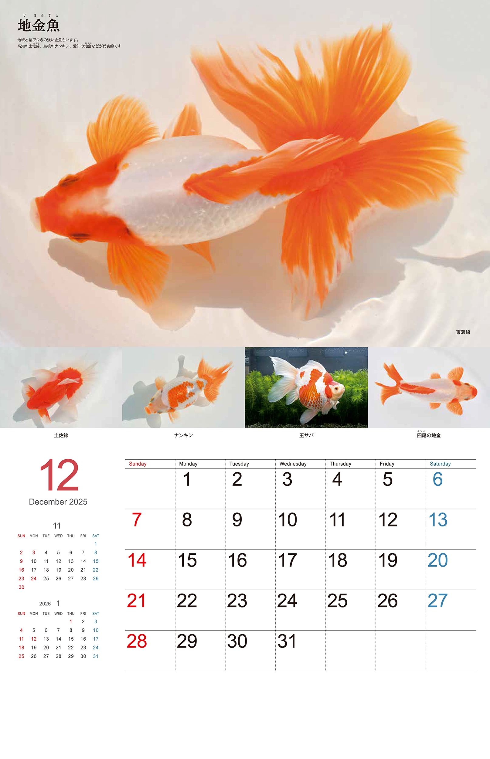 dショッピング |日本観賞魚振興事業協同組合 「Gold Fish 金魚