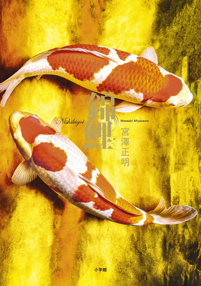 錦鯉 宮澤正明写真集 錦鯉 宮澤正明写真集