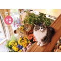 岩合光昭 福ねこカレンダー2026