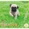 気まぐれ パグカレンダー 2026