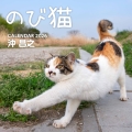のび猫カレンダー2026