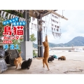 沖昌之 やんちゃで気ままな 島猫カレンダー 2026
