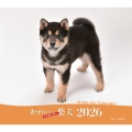2026年カレンダー かわいい柴犬