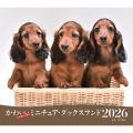 2026年カレンダー かわいいミニチュア・ダックスフンド