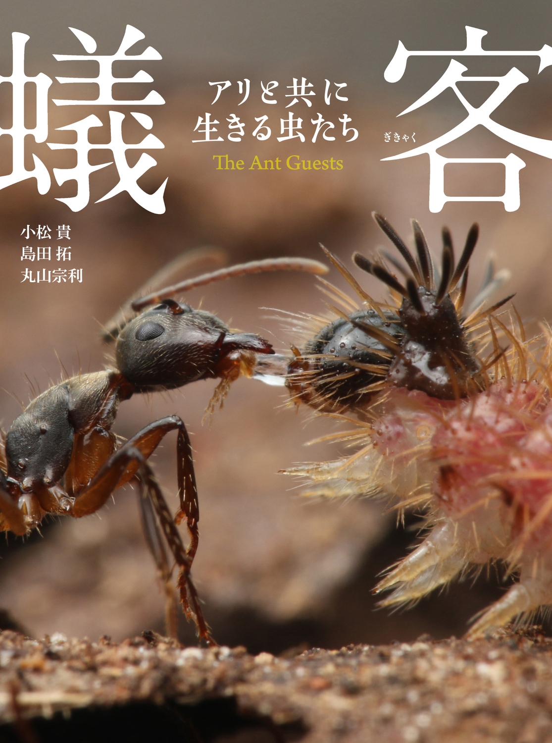 蟻客 アリと共に生きる虫たち 蟻客 アリと共に生きる虫たち