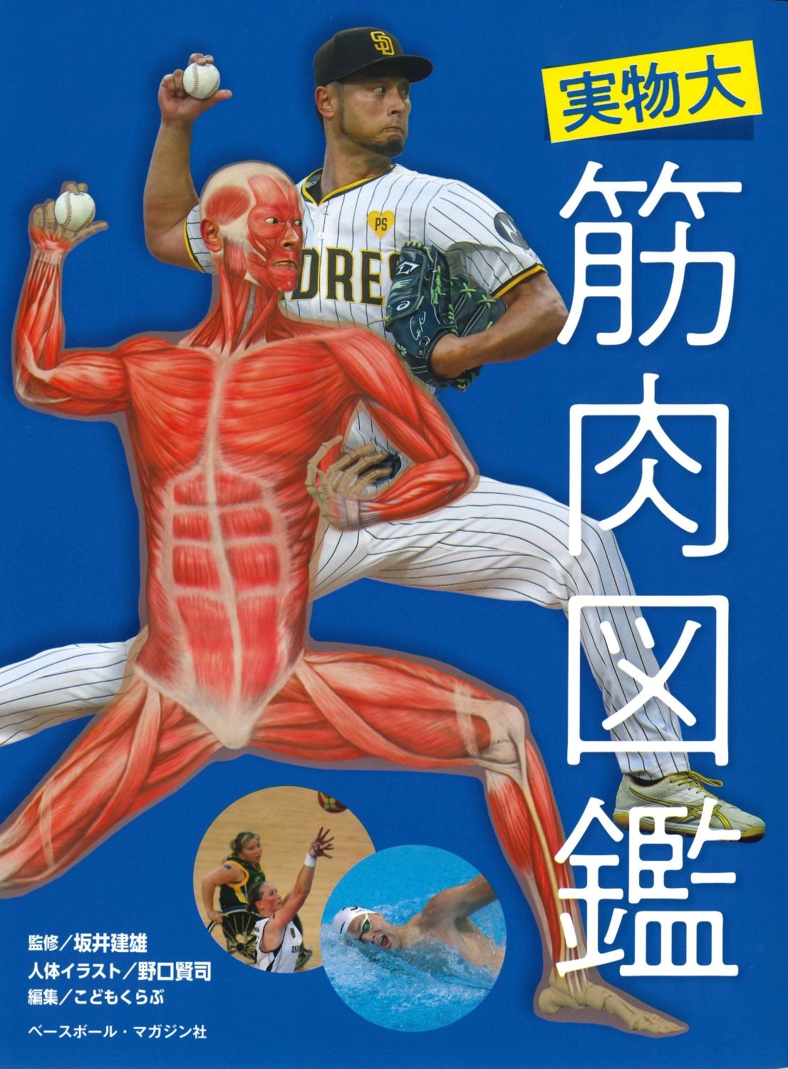 実物大 筋肉図鑑 実物大 筋肉図鑑