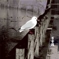 13 Japanese Birds Vol.3 : Deluxe Edition