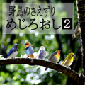 野鳥のさえずり めじろおし 2