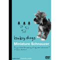 ミニチュアシュナウザー～ベイビードッグ