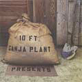 Presents 10 Foot Ganja Plant