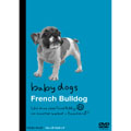 フレンチブルドッグ～ベイビードッグ