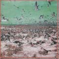 TOWER RECORDS ONLINE㤨the pitchshifters/palindrome.deified[360R-041]פβǤʤ2,420ߤˤʤޤ