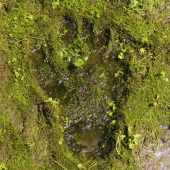 ザ・クロマニヨンズ＜通常盤＞